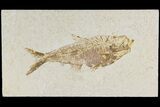 Bargain, Fossil Fish (Diplomystus) - Wyoming #177361-1